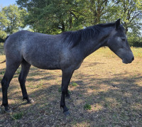 Vente de poney
